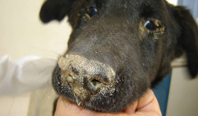Photo: world animal foundation Canine Distemper