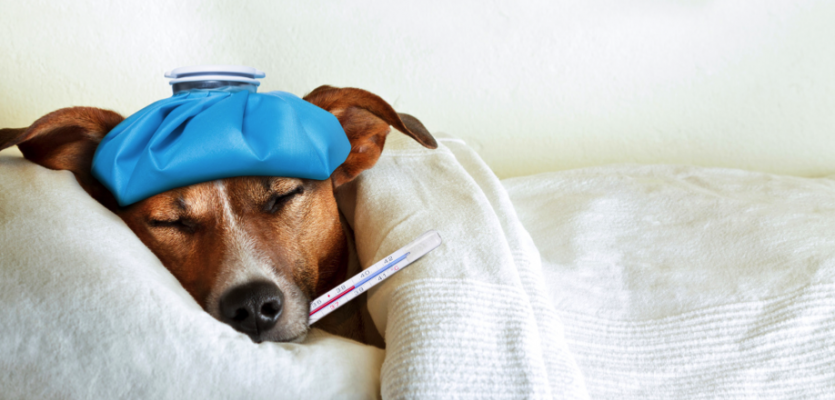 zieke-hond.png