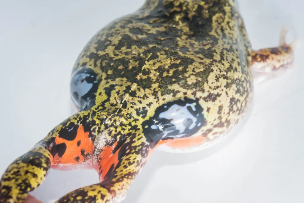 dori stretched out with clearly visible the red spots and double eyes dori stretched out with clearly visible the red spots and double eyes