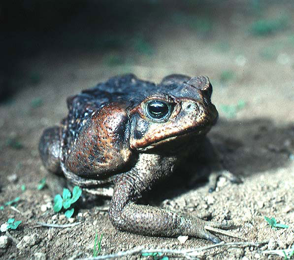 Front view with ossified margins and ear glands (left) Front view with ossified margins and ear glands (left)