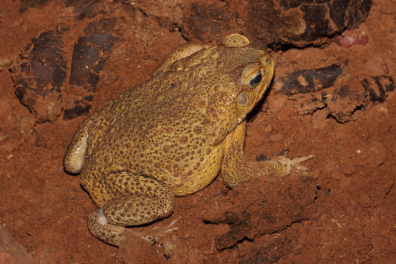 Sapo