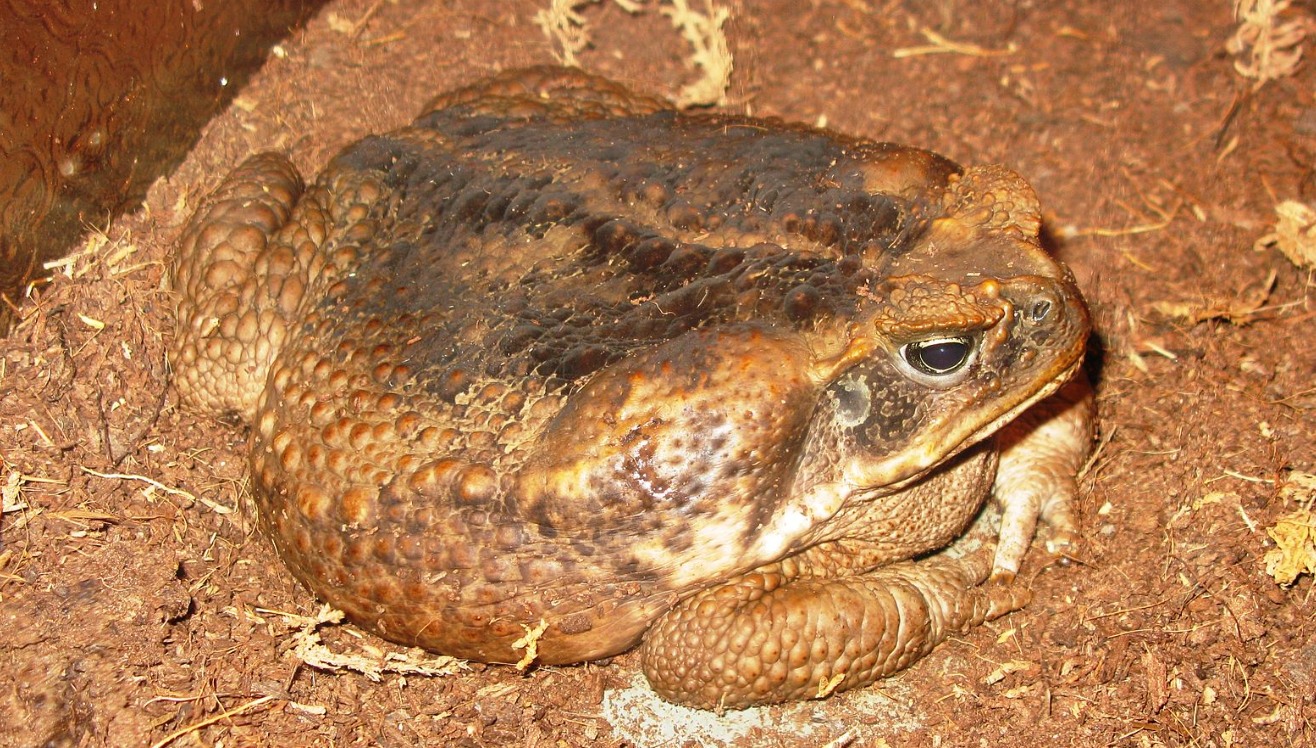 Fat ones have an almost round body shape. Sapo