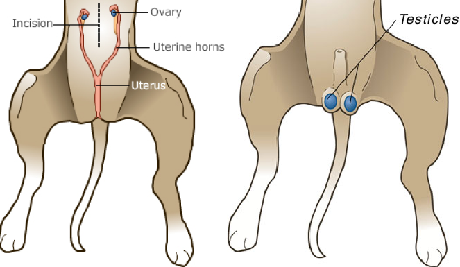 Removing or interrupting gonads Female & Male dog