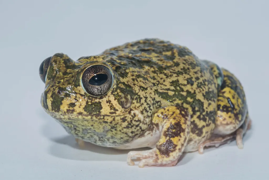 sapo